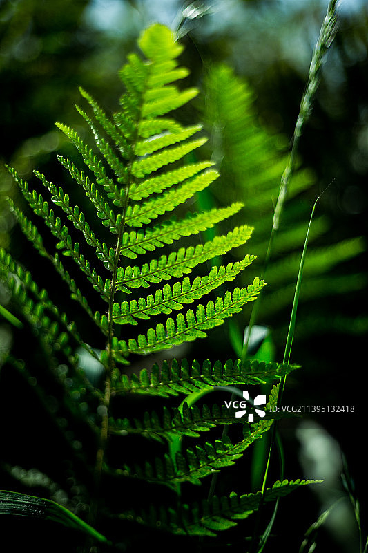 英国巴克斯顿的蕨类叶子特写图片素材