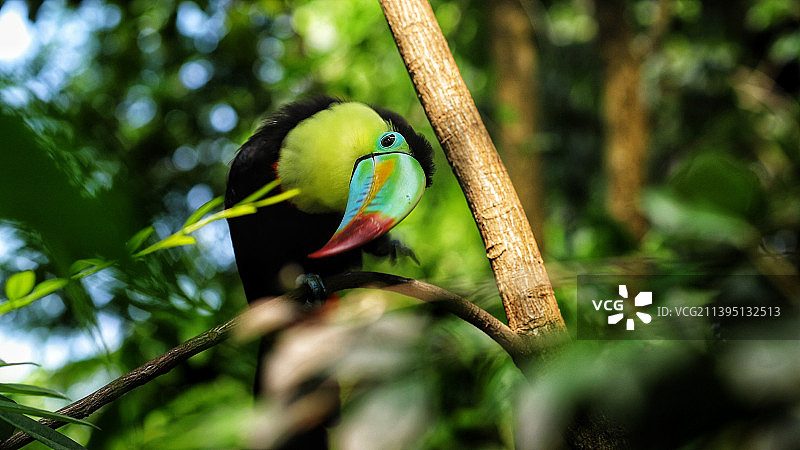 栖息在树枝上的巨嘴鸟特写图片素材
