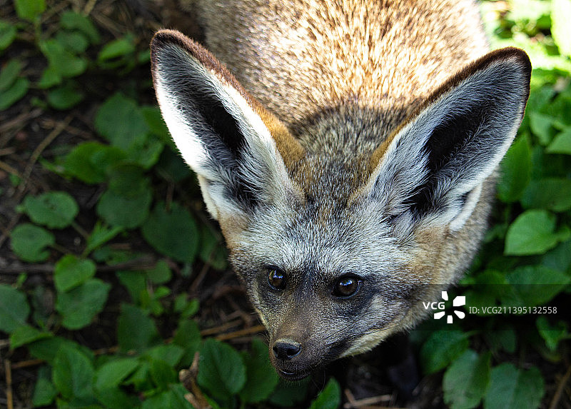 荷兰Gaiazoo动物园蝙蝠特写图片素材