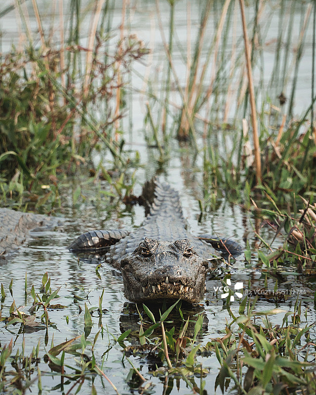 年轻的美洲鳄，阿根廷图片素材