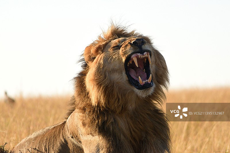 肯尼亚马赛马拉国家保护区野生动物图片素材