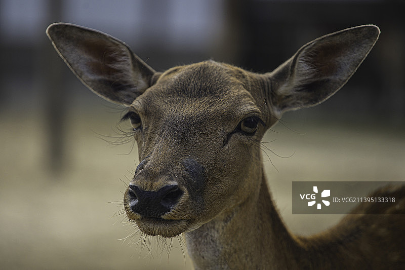 黇鹿的特写，匈牙利布达佩斯图片素材
