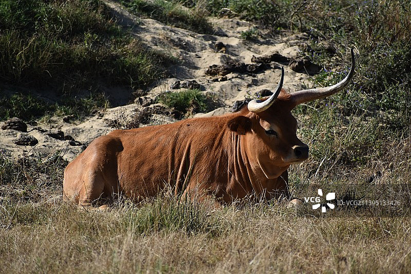 奶牛站在田野上的肖像图片素材