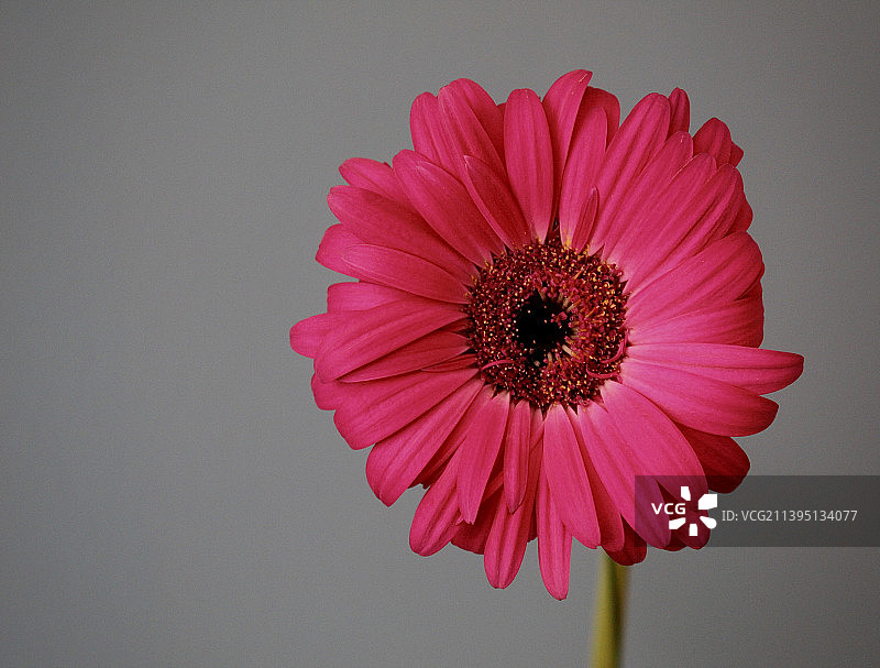 灰色背景下的粉色花朵特写，荷兰图片素材