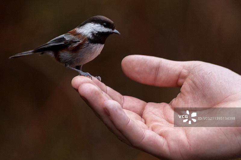 特写：手持栖息在树上的山雀图片素材