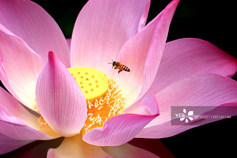 蜜蜂在粉色荷花上采蜜特写，土耳其图片素材
