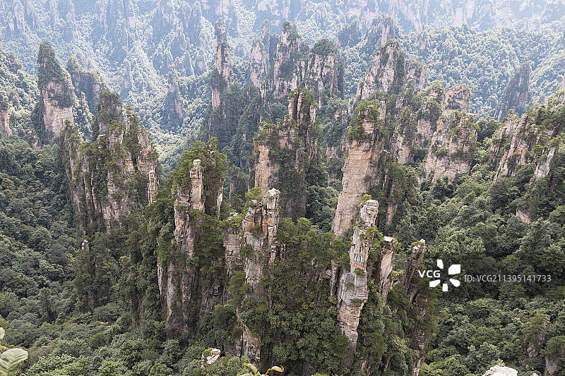 森林中松树的高角度视图图片素材