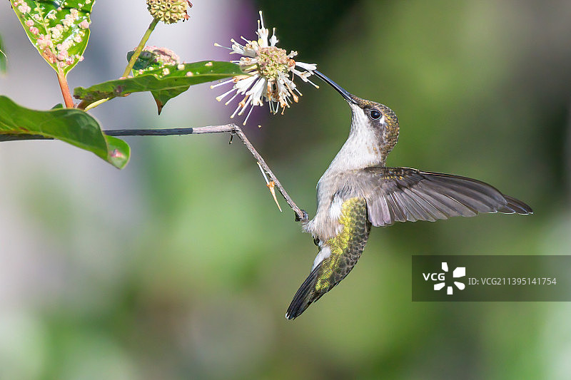 蜂鸟栖息在植物上的特写图片素材