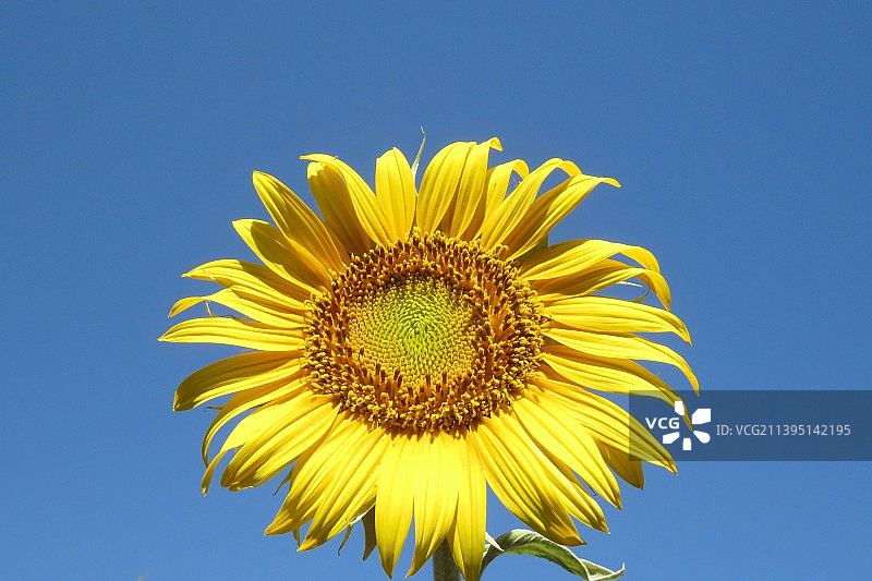 仰视角度拍摄的向日葵与蔚蓝天空图片素材