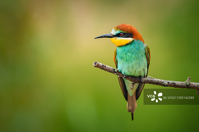 蜜蜂栖息在树枝上的特写图片素材