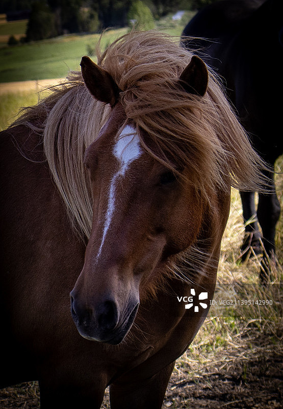 挪威田野夏尔纯种马肖像图片素材