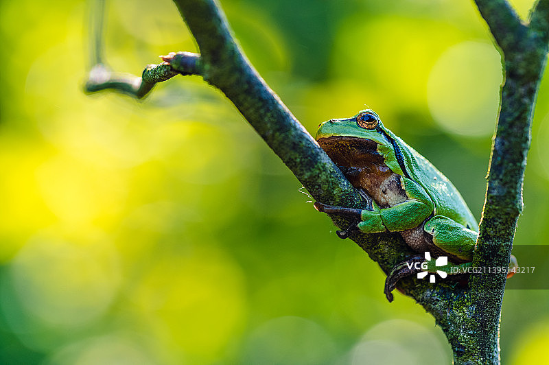 欧洲树蛙图片素材