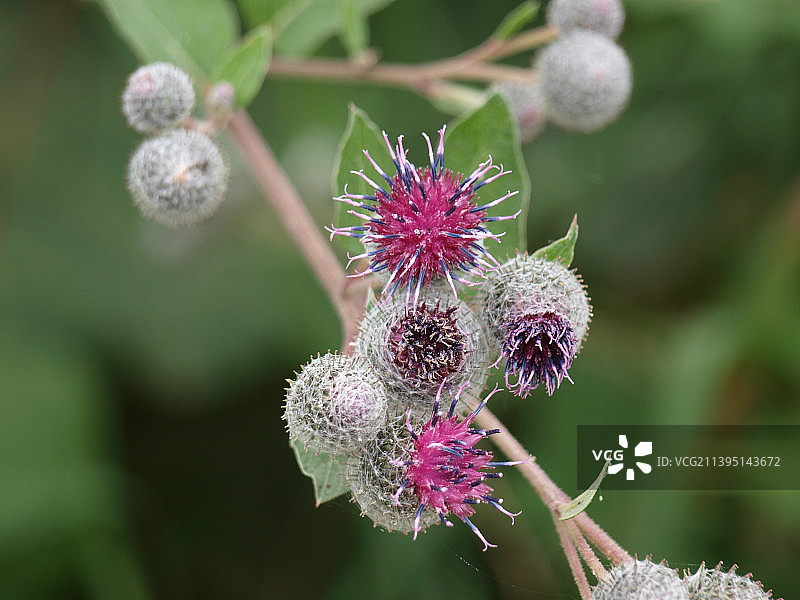紫色开花植物的特写图片素材