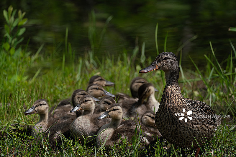 绿头鸭妈妈，海沃德，威斯康星州，美国图片素材