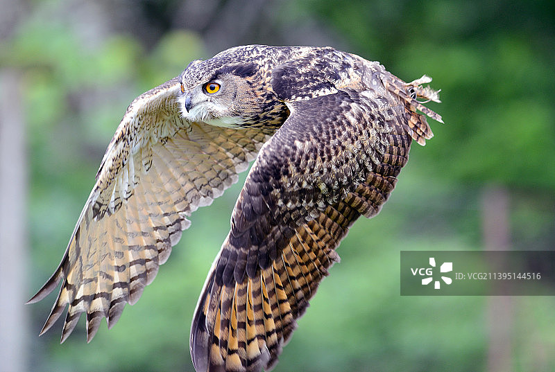 近距离拍摄：猫头鹰，杰德堡，英国图片素材