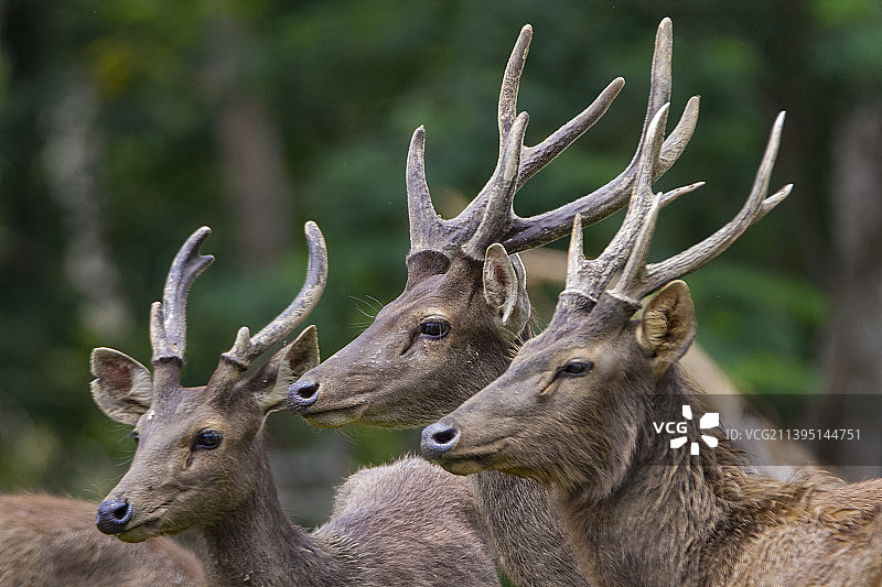 森林中赤鹿特写，印度尼西亚图片素材