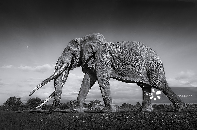 非洲象站在原野上的仰视角度照片图片素材