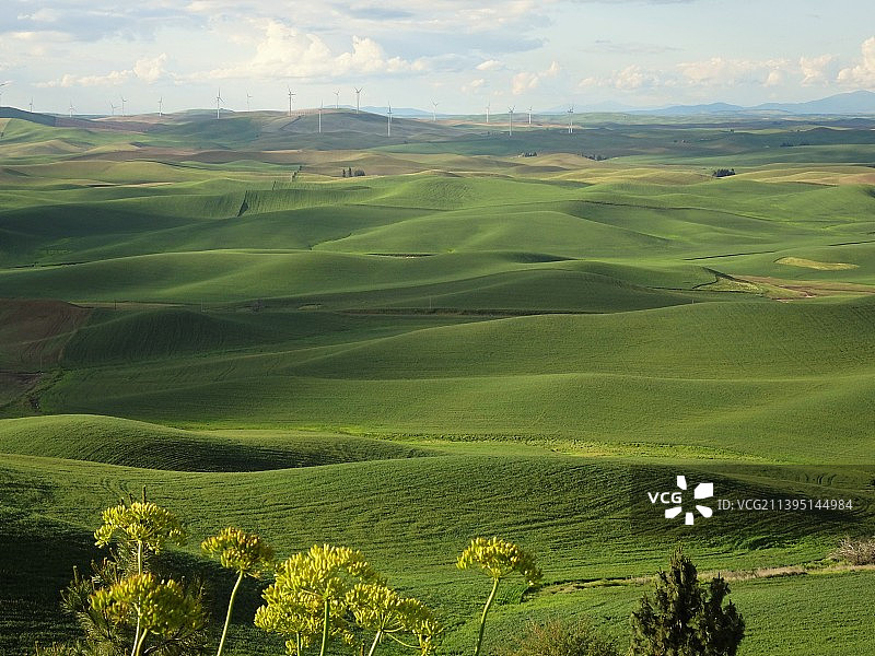 美国华盛顿州惠特曼县的田野风光图片素材