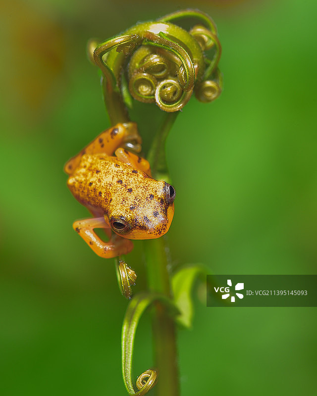 蕨类植物嫩芽上的迷你金色青蛙图片素材