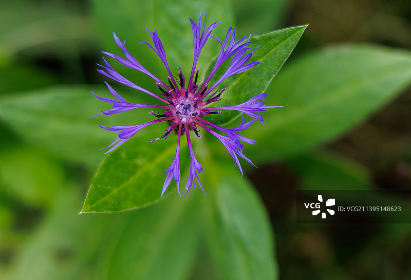 紫色开花植物的特写图片素材