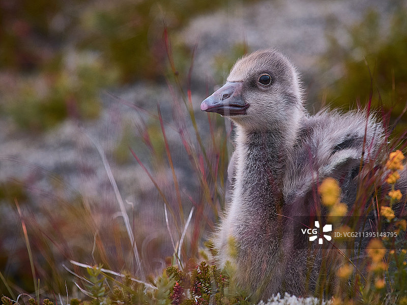 加拿大鹅栖息在田野上的特写图片素材