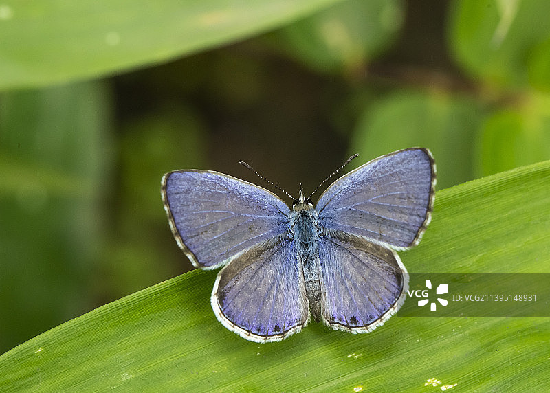 叶子上的蝴蝶特写，印度卡纳塔克邦班加罗尔图片素材