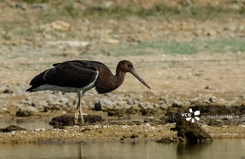 鹳鸟栖息在岩石上的特写图片素材