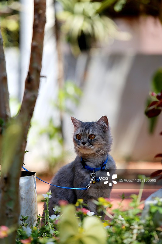 坐在印度喀拉拉邦拉贾卡德户外的猫的画像图片素材