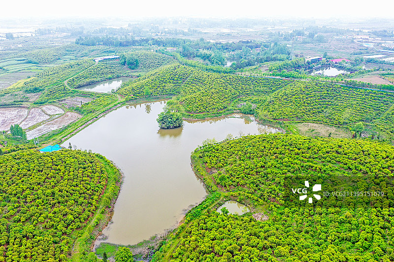 航拍河南省信阳市光山县司马光油茶园 油茶树种植农林示范基地图片素材