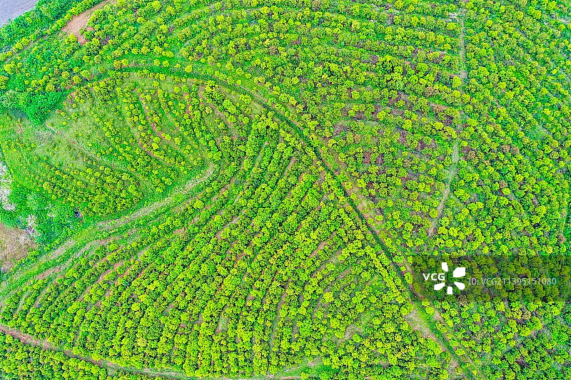 航拍河南省信阳市光山县司马光油茶园 油茶树种植农林示范基地图片素材