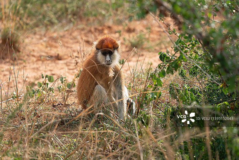 赤猴坐在田野上的肖像图片素材