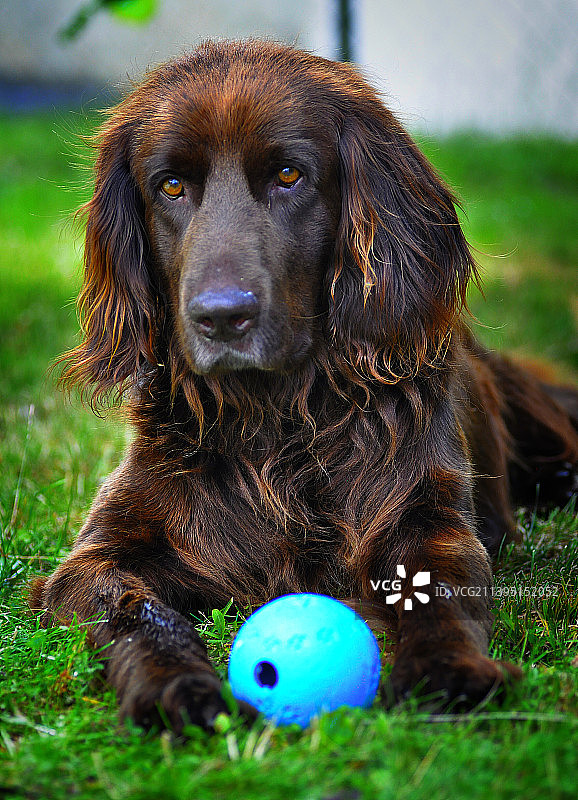 坐在草地上的棕色英国激飞猎犬图片素材