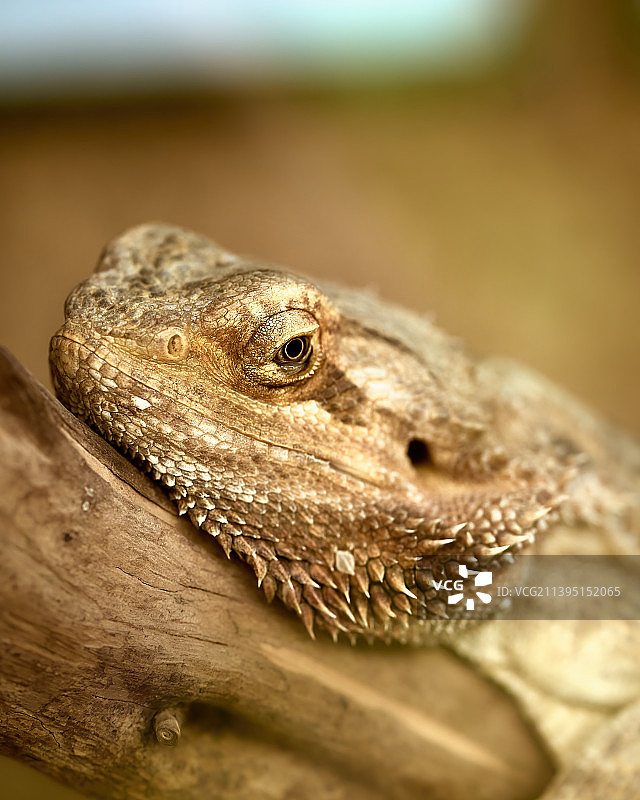 胡须龙头部特写图片素材