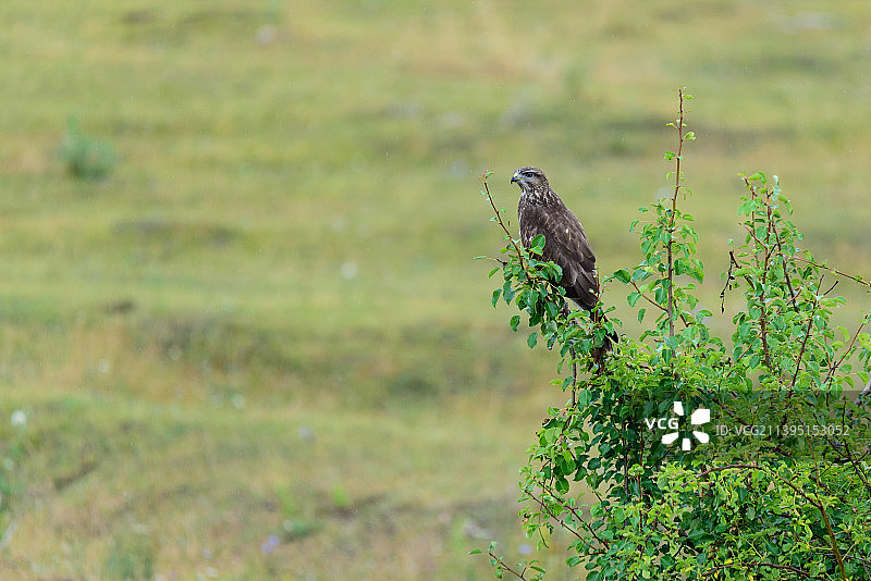 特写：栖息在田野上的猛禽鹰，罗马尼亚图片素材