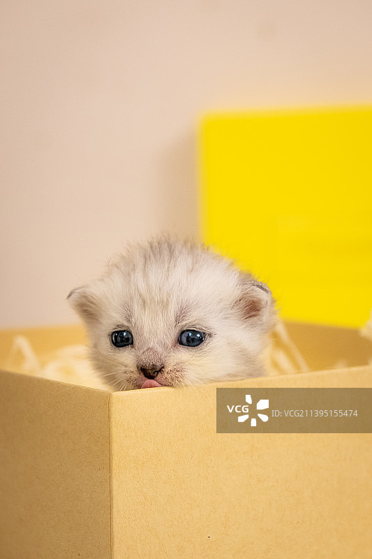 出生15天的英短银渐层图片素材