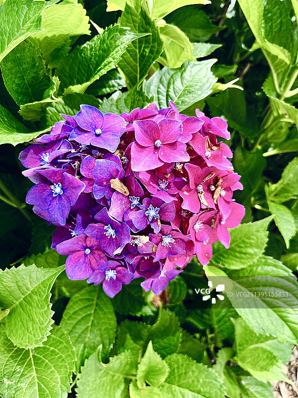 粉色花朵植物叶子特写，美国纽约州曼哈塞特图片素材