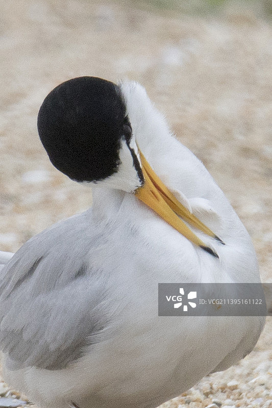 加州小燕鸥近距离梳理羽毛图片素材