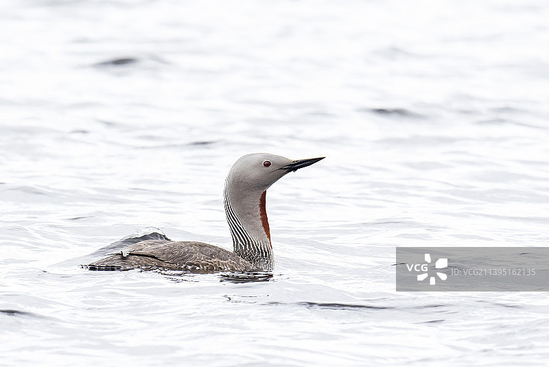 在设得兰群岛布雷赛岛湖上的红喉潜鸟，英国图片素材