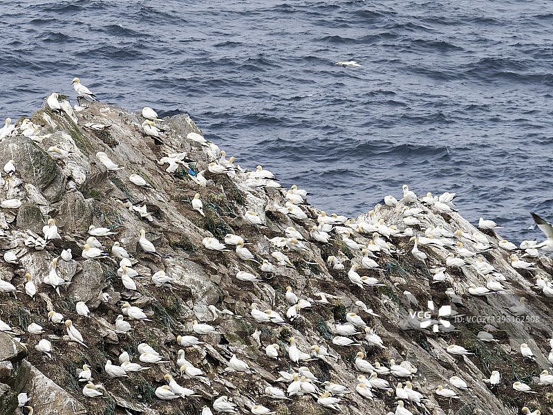 北鲣鸟在设得兰群岛Unst岛的赫马海岬筑巢，可悲的是，它们的巢主要由废弃渔网中的海洋塑料组成，并面临着许多鸟类死于禽流感的额外威胁图片素材