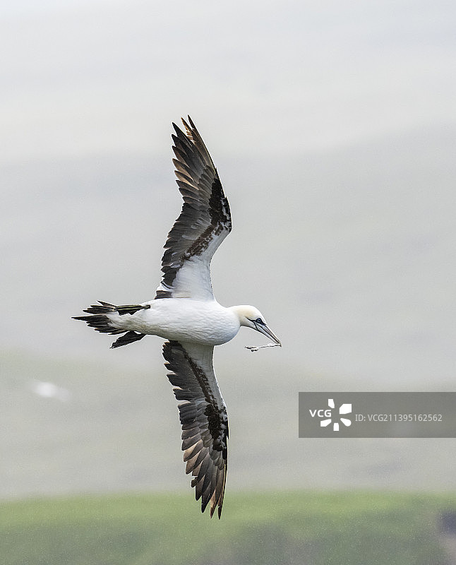 塘鹅在英国设得兰群岛Unst岛的赫尔马内斯飞行图片素材