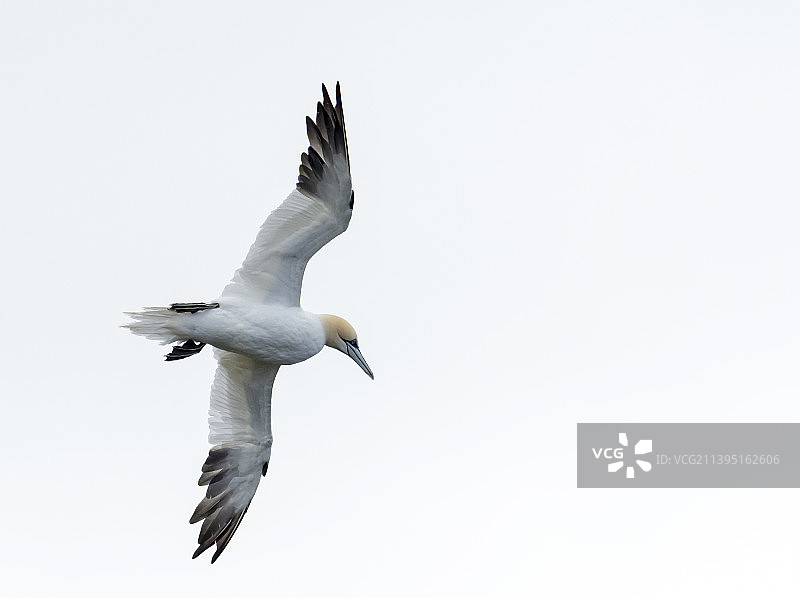 塘鹅在英国设得兰群岛Unst岛的赫尔马内斯飞行图片素材