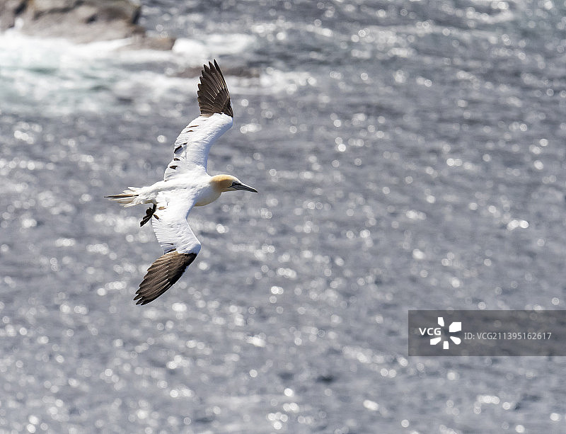塘鹅在英国设得兰群岛Unst岛的赫尔马内斯飞行图片素材