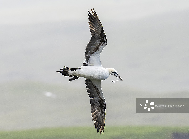 塘鹅在英国设得兰群岛Unst岛的赫尔马内斯飞行图片素材