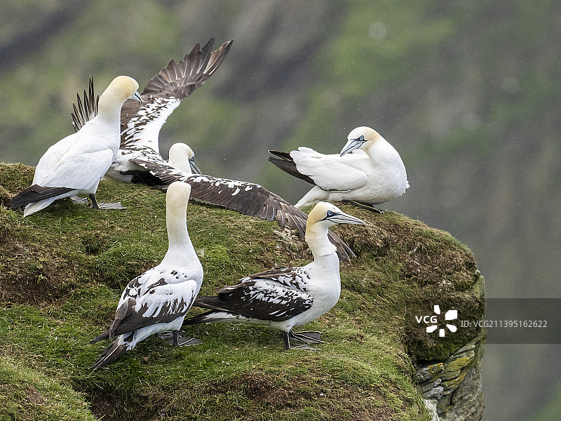 北方塘鹅，在英国苏格兰设得兰群岛的赫尔马内斯图片素材