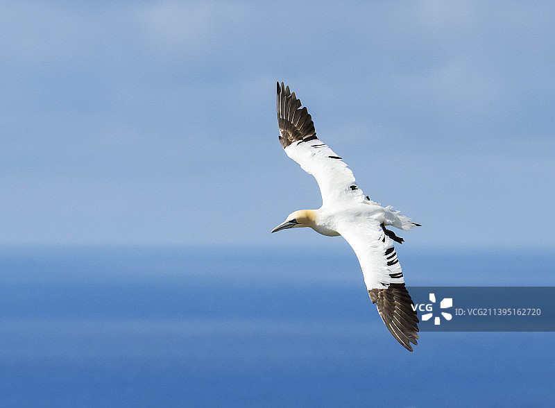 塘鹅在英国设得兰群岛Unst岛的赫尔马内斯飞行图片素材