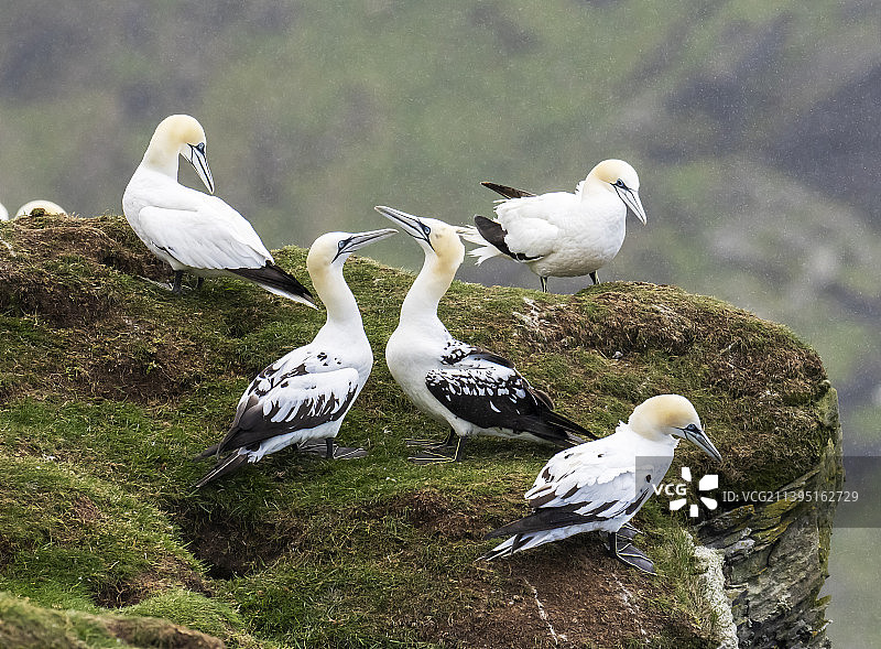 北方塘鹅，在英国苏格兰设得兰群岛的赫尔马内斯图片素材