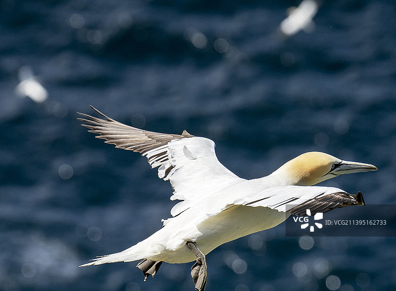 塘鹅在英国设得兰群岛Unst岛的赫尔马内斯飞行图片素材
