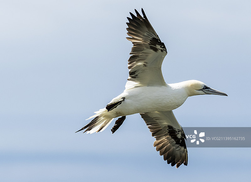塘鹅在英国设得兰群岛Unst岛的赫尔马内斯飞行图片素材