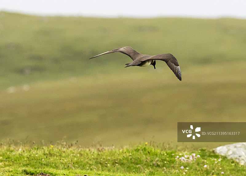 淡色贼鸥图片素材