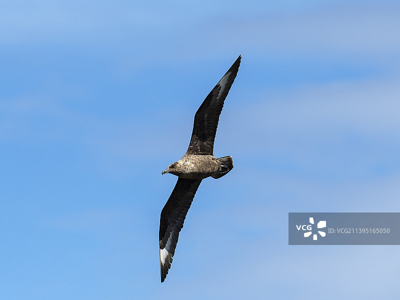 英国苏格兰设得兰群岛，贼鸥于达尔山附近图片素材